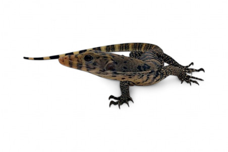 Varanus salvator, Sulfur