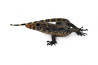 Varanus salvator, Sulfur