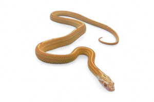 Pantherophis guttatus, buf...
