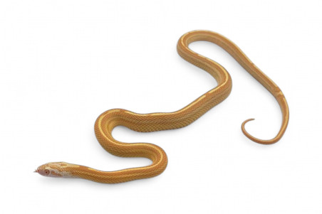 Pantherophis guttatus, buf butter tessera motley