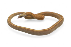 Pantherophis guttatus,...