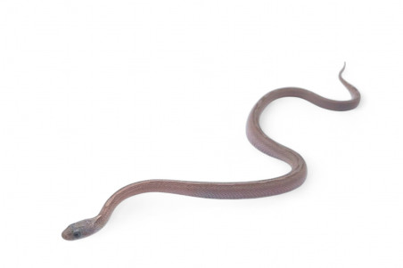 Pantherophis guttatus, ghost bloodred stripe