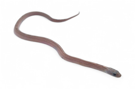 Pantherophis guttatus, ghost bloodred stripe