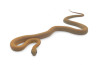 Pantherophis guttatus, caramel sunkissed stripe, subadulte