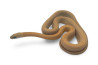 Pantherophis guttatus, caramel sunkissed stripe, subadulte