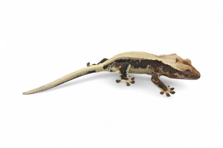 Correlophus (Rhacodactylus) ciliatus, "Lilly White"