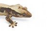 Correlophus (Rhacodactylus) ciliatus, "Lilly White"