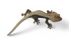 Correlophus (Rhacodactylus) ciliatus, "Lilly White"