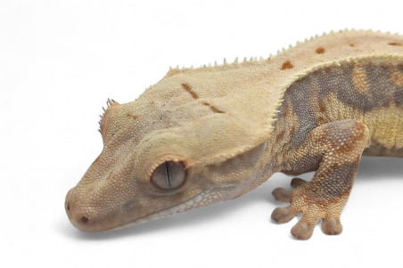 Correlophus (Rhacodactylus) ciliatus, "Lilly White"