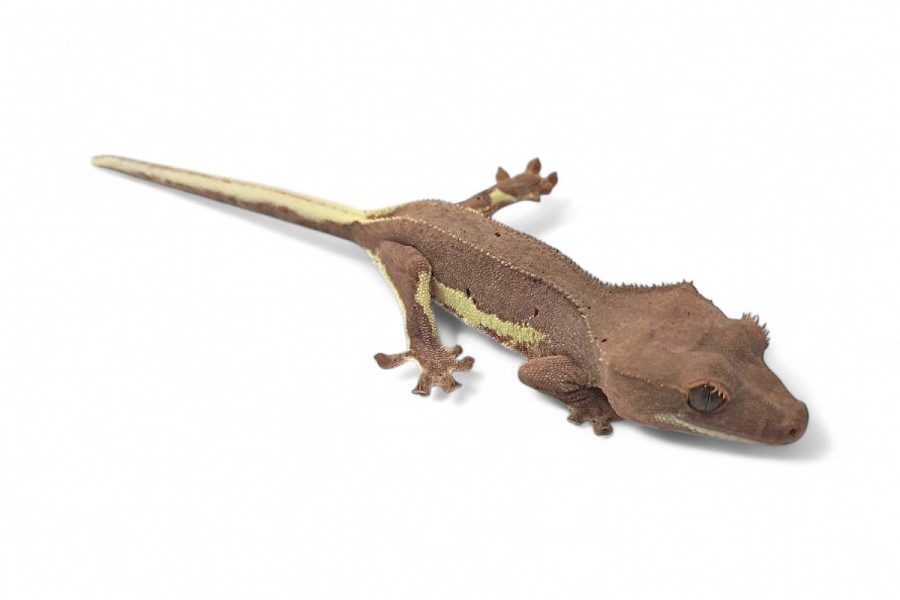 Correlophus (Rhacodactylus) ciliatus, "Lilly White"