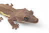 Correlophus (Rhacodactylus) ciliatus, "Lilly White"