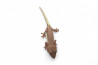 Correlophus (Rhacodactylus) ciliatus, "Lilly White"