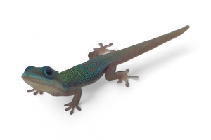 Phelsuma l. laticauda, NC