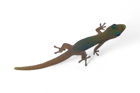 Phelsuma l. laticauda, NC