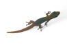 Phelsuma l. laticauda, NC