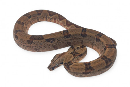 Boa c. imperator, Colombie, hypomélanistique, NC 2024