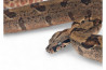 Boa c. imperator, Colombie, hypomélanistique, NC 2024