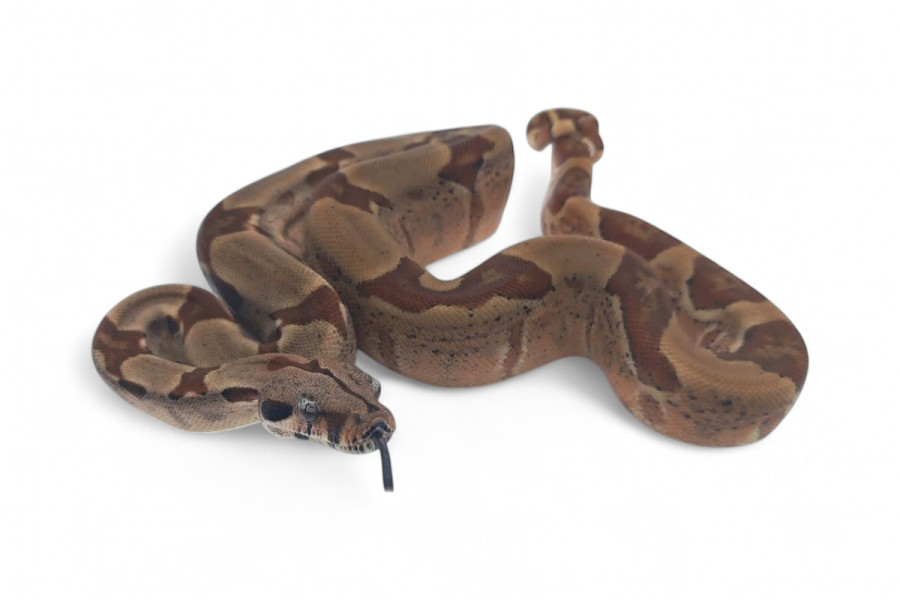 Boa c. imperator, Colombie, hypomélanistique, NC 2024