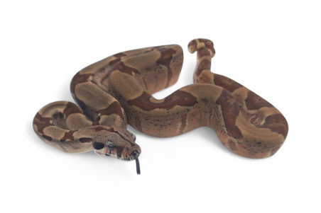 Boa c. imperator, Colombie, hypomélanistique, NC 2024
