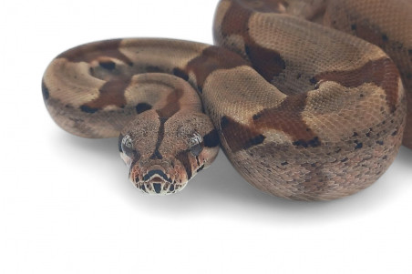 Boa c. imperator, Colombie, hypomélanistique, NC 2024