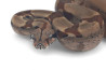 Boa c. imperator, Colombie, hypomélanistique, NC 2024