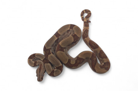 Boa c. imperator, Colombie, hypomélanistique, NC 2024