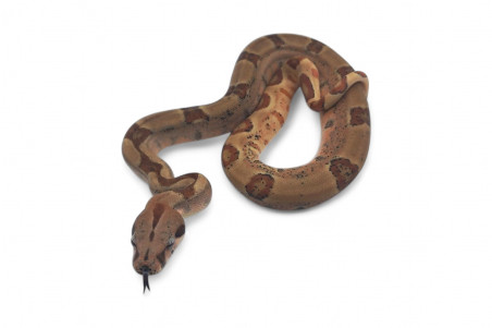 Boa c. imperator, Colombie, hypomélanistique, NC 2024