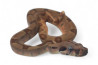 Boa c. imperator, Colombie, hypomélanistique, NC 2024
