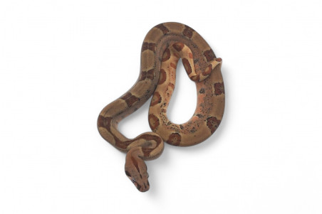Boa c. imperator, Colombie, hypomélanistique, NC 2024