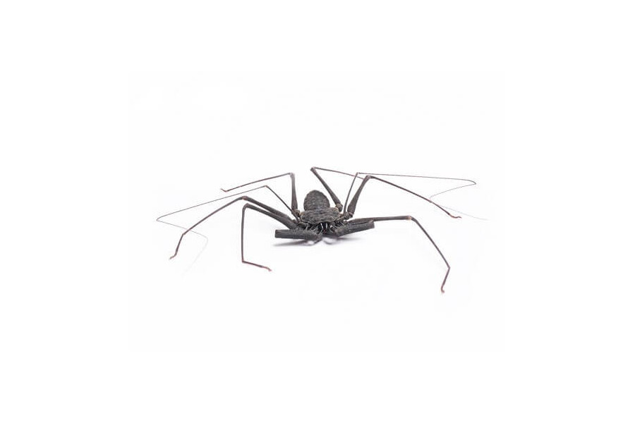 Paraphrynus laevifrons