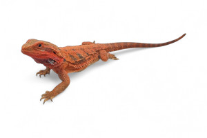 Pogona vitticeps,...