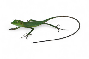 Bronchocela vietnamensis