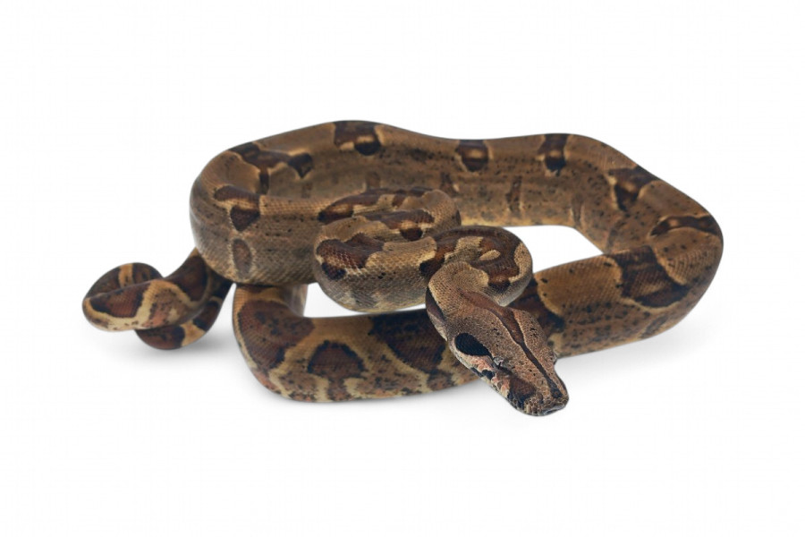 Boa c. imperator, Colombie, hypomélanistique, mâle adulte