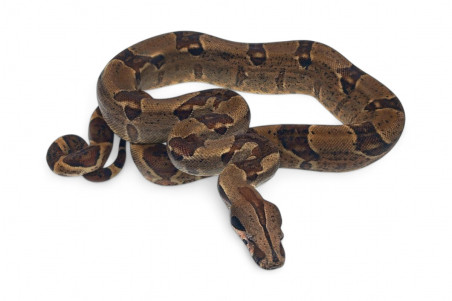 Boa c. imperator, Colombie, hypomélanistique, mâle adulte