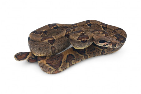 Boa c. imperator, Colombie, hypomélanistique, mâle adulte