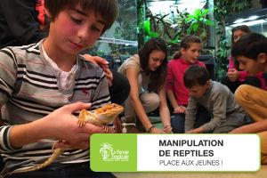 Manipulation de reptiles : place aux jeunes ! - Dimanche 27 février 2022