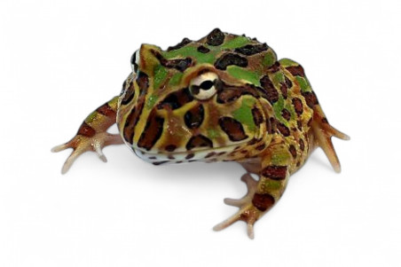 Ceratophrys cranwelli, peppermint