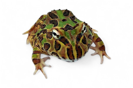 Ceratophrys cranwelli, peppermint