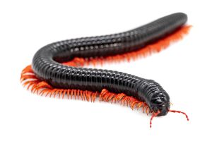 Alienostreptus bicoloripes, red legs