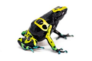 Dendrobates leucomelas, Cerro Autana