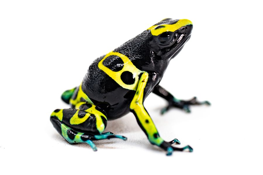Dendrobates leucomelas, Cerro Autana