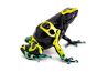 Dendrobates leucomelas, Cerro Autana