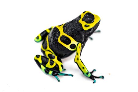Dendrobates leucomelas, Cerro Autana