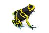 Dendrobates leucomelas, Cerro Autana