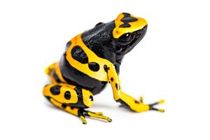 Dendrobates leucomelas, Delta Amacuro