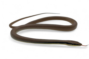 Liopeltis tricolor