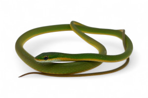 Opheodrys aestivus carinatus