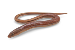 Dopasia gracilis