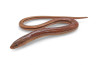 Dopasia gracilis