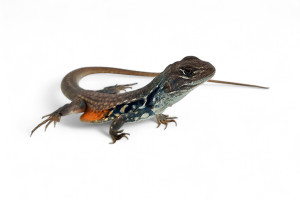Leiolepis belliana
